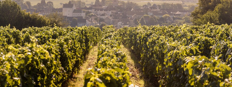 Kurzurlaub in Burgund entlang der Goldenen Küste