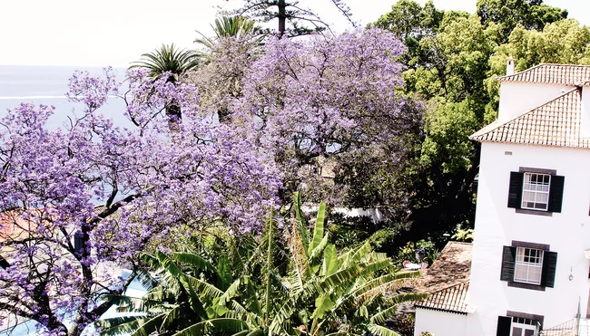 Sternwandern: Funchal zum Dach der Insel