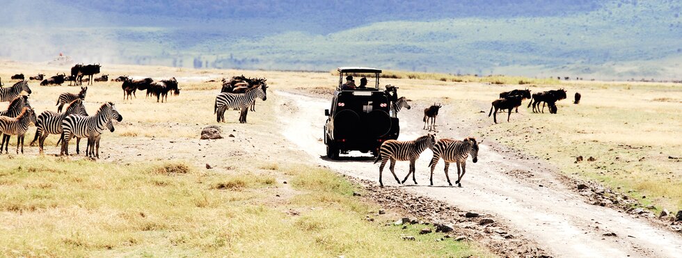 Safari II - Wildtiere im Osten Afrikas