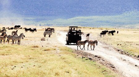 Safari II - Wildtiere im Osten Afrikas
