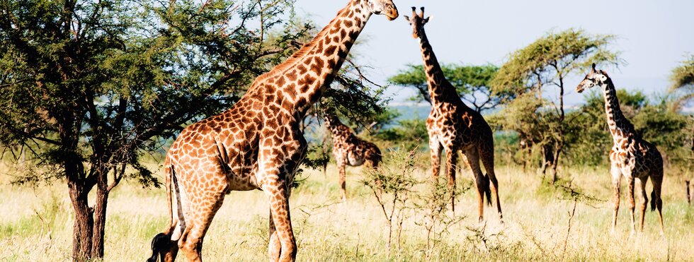 Safari III - Die Tierparadiese von Tansania