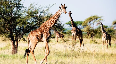 Safari III - Die Tierparadiese von Tansania