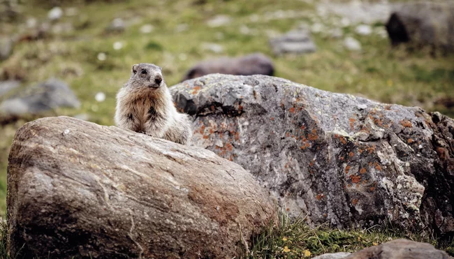 Nationalpark Hohe Tauern naturnah entdecken