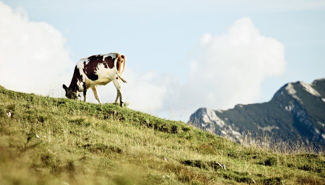 Alpenüberquerung vom Tegernsee nach Sterzing für Alleinreisende