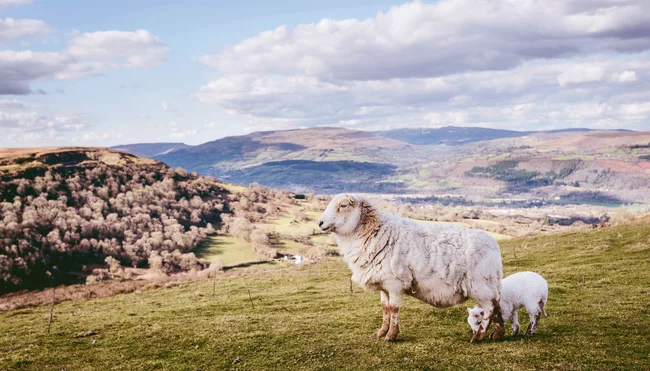 Königliches Wales: geführte Wanderreise