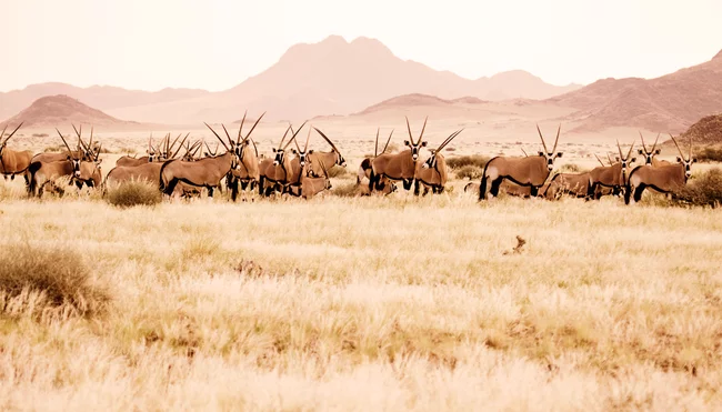 Rundreisen in Namibia