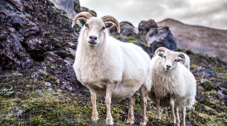 Festival der Schafe - Naturwunder, Wandern, Traditionen erleben
