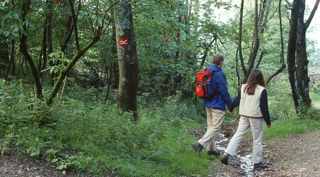 Rothaarsteig-Westerwald in 3 Etappen Dillenburg bis Kornberg - Standorthotel