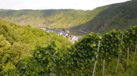 7 Tage Moselsteig 4. Abschnitt von Cochem nach Koblenz