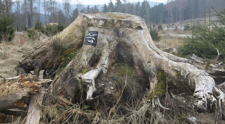 Rothaarsteig: Von Brilon nach Jagdhaus