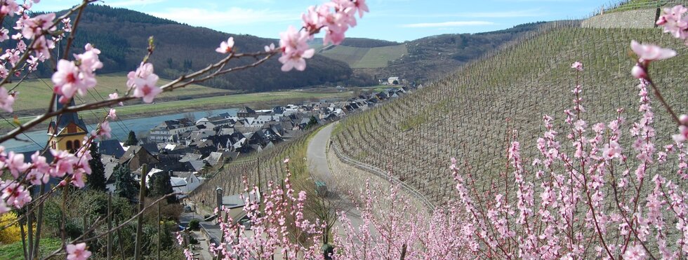 Pfirsichblüte Mosel