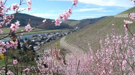 Mosel-Radweg Sportlich Von Metz nach Koblenz