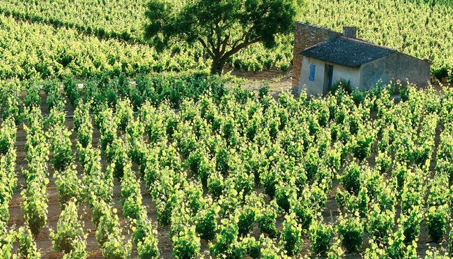 Weinberge Provence