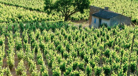 Die schönsten Weindörfer der Provence