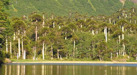 Selbstfahrerreise Chile - Araucanía Nativa