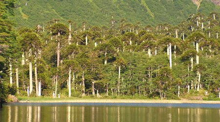 Araucanía Nativa