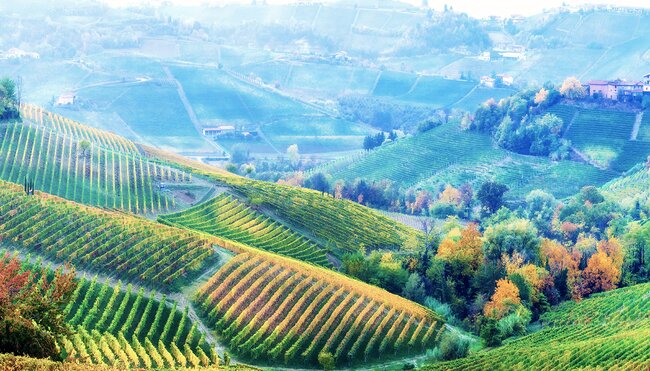 Piemont für Genießer - Trüffel, Wein und Schokolade