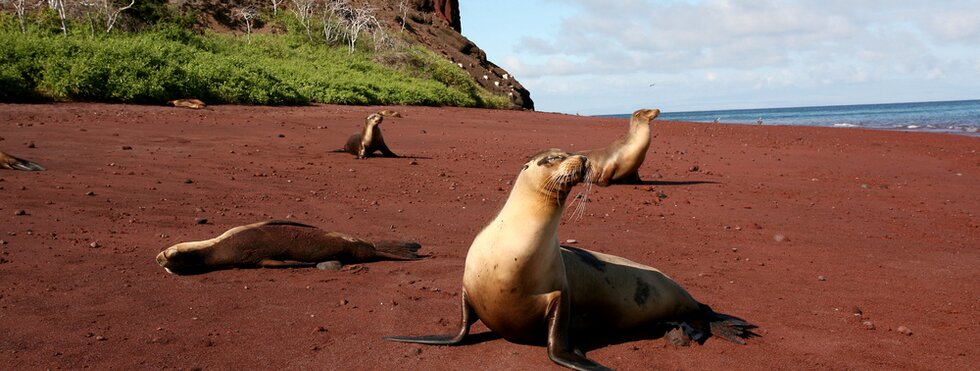 Galapagos Inseln