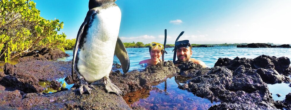 Pinguine Galapagos Inseln