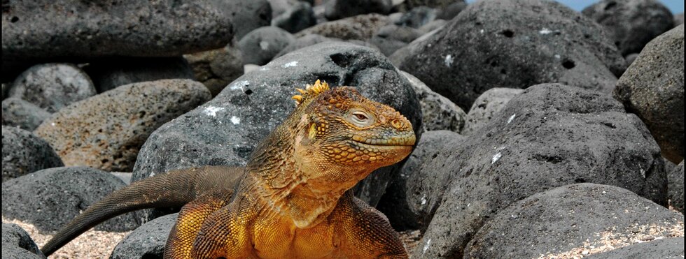 Galapagos Inseln