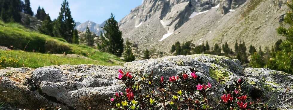  Rhododendron Spanien