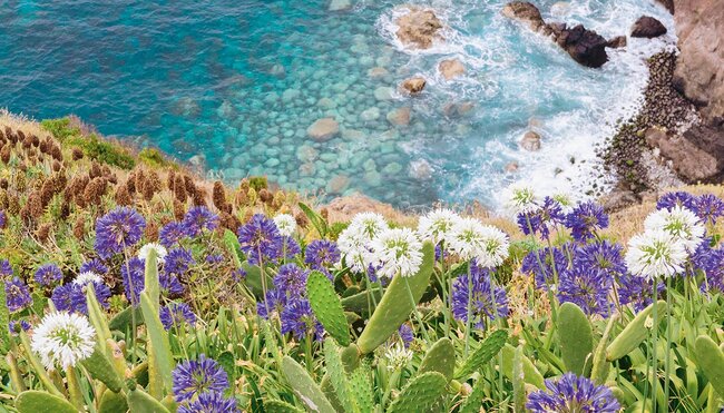 Madeira Rundfahrt - Blumenwelt und Küstenland