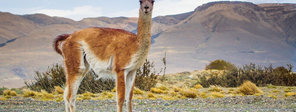 Navimag - Patagonien in seiner ganzen Fülle