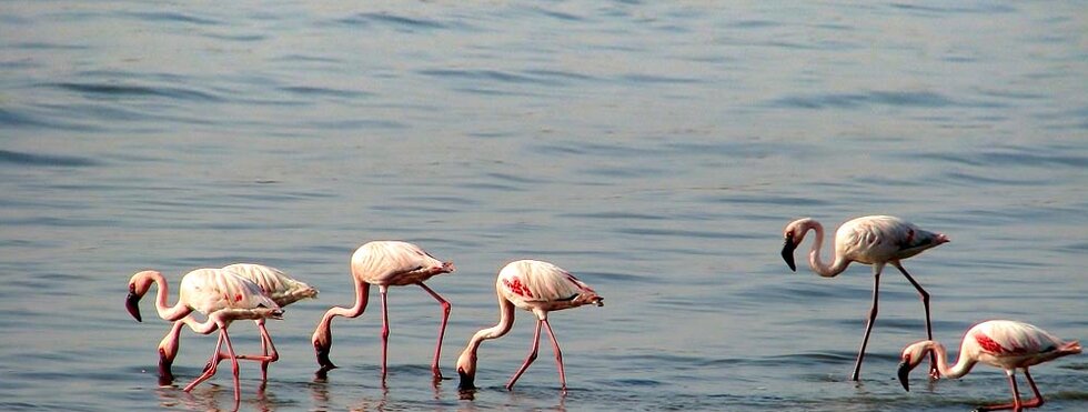 Ebro Delta Flamingos
