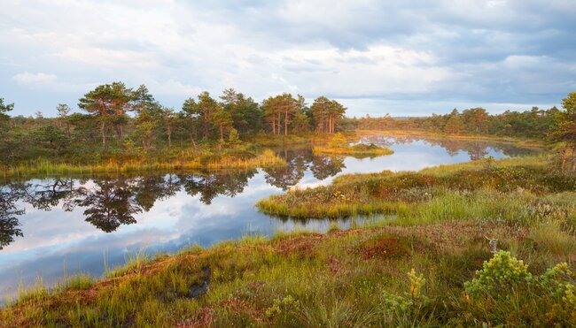 Moorlandschaften Estland