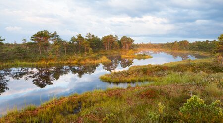 Naturreise Wildes Estland