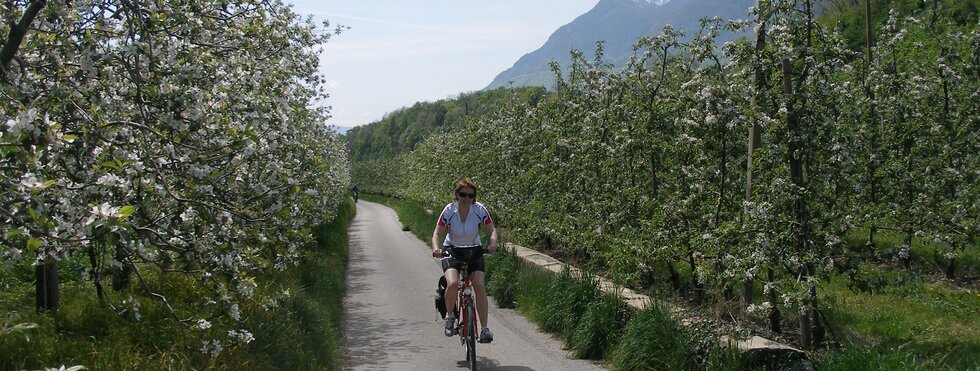 Etsch Radweg Apfelblüte