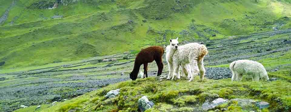 Alpacas