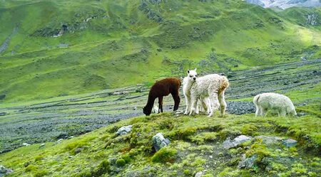 Lares Trek nach Machu Picchu