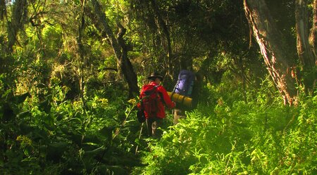 Kilimanjaro Lemosho Route mit Safariausflug 