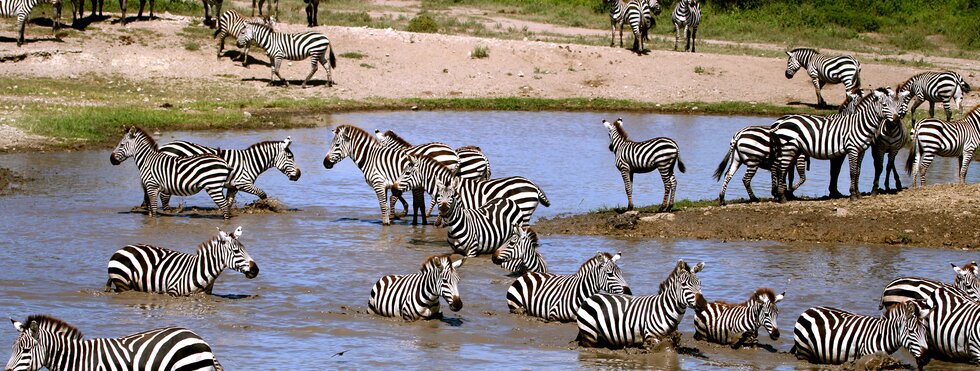 Safari Große Migration Ndutu