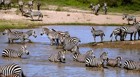 Safari Große Migration Ndutu