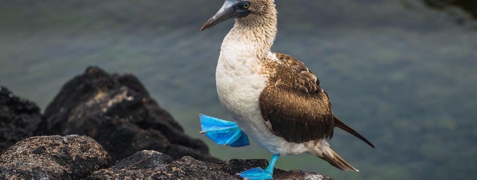Blaufüßige Boobies Galapagos