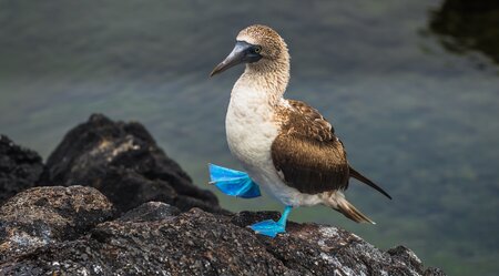 Ecuador-PUR!