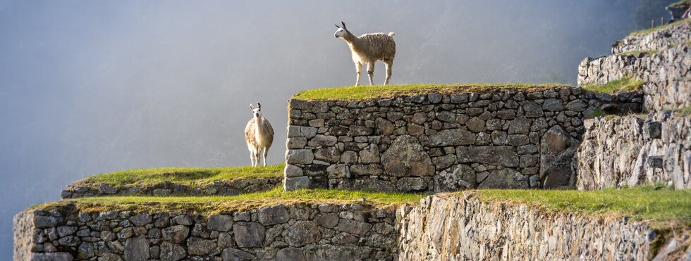 Llamas auf den Terrassen von Machu Picchu