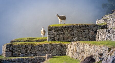 Peru PUR!