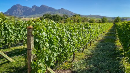 Südafrika - der Wein Trail
