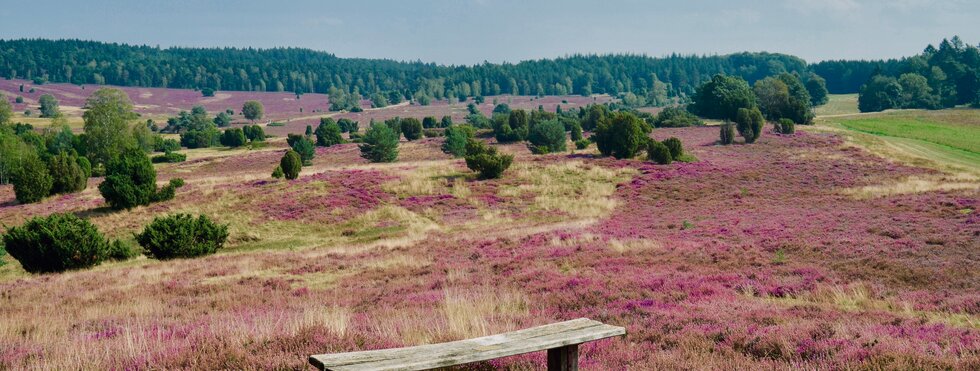 Lüneburger Heide Heideflächen