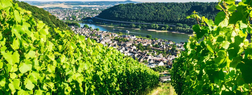 Weinberge bei Leutesdorf am Rheinsteig