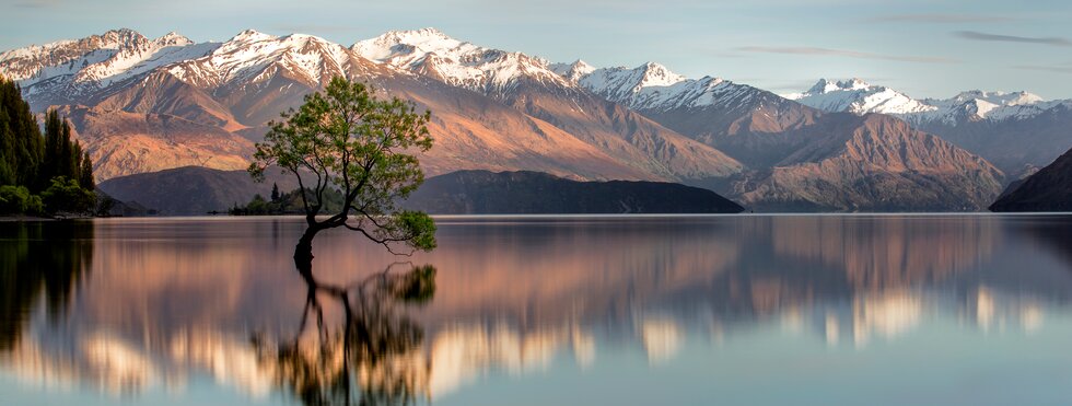 Wanaka-Baum in Wanaka, Neuseeland