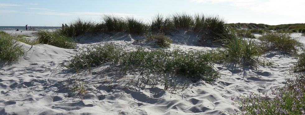 Stranddünen Dueodde auf Bornholm, Dänemark