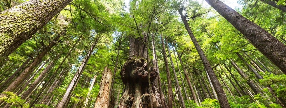 Campingtour Abenteuer West Kanada - Vancouver Island bis zu den Rockies