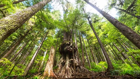 Campingtour Abenteuer West Kanada - Vancouver Island bis zu den Rockies