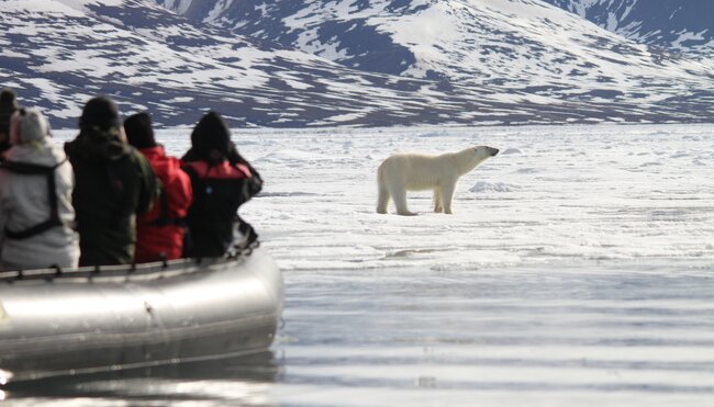 Eisbärsichtung bei einem Zodiac-Ausflug Spitzbergen