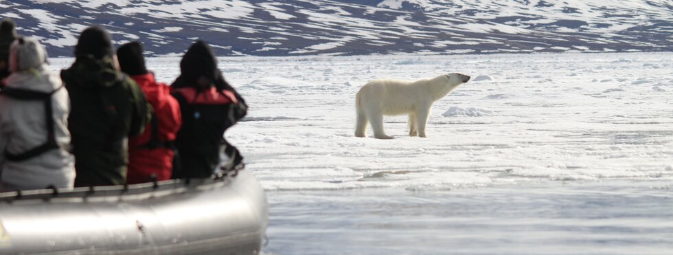Eisbärsichtung bei einem Zodiac-Ausflug Spitzbergen