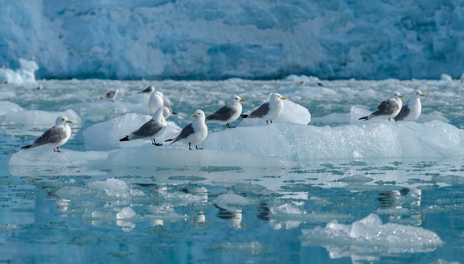 Kittiwakes auf Eisschollen bei Spitzbergen